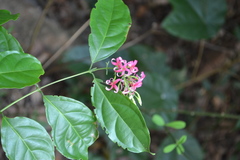 Quisqualis malabarica